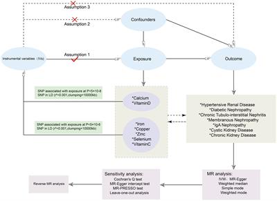 Mendelian randomization analyses explore the effects of micronutrients on different kidney diseases